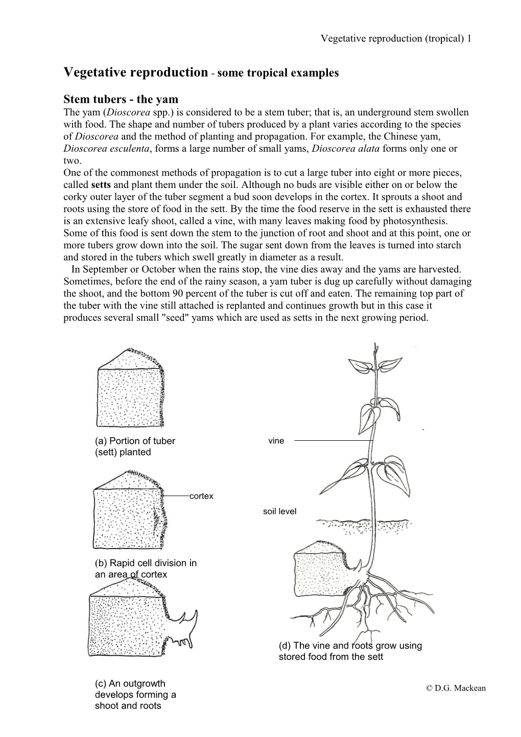 Vegetative Reproduction - Some Tropical Examples