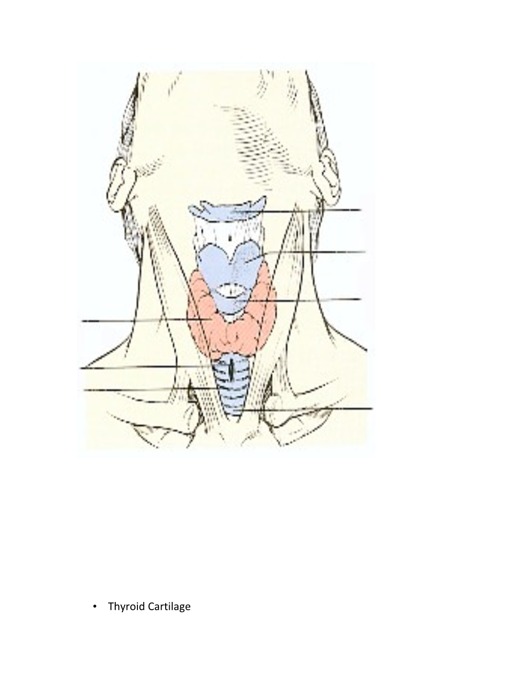 Thyroid Prominence Is the Adam S Apple, at the Base of Notch