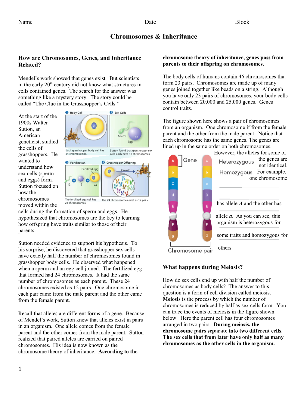 How Are Chromosomes, Genes, and Inheritance Related?