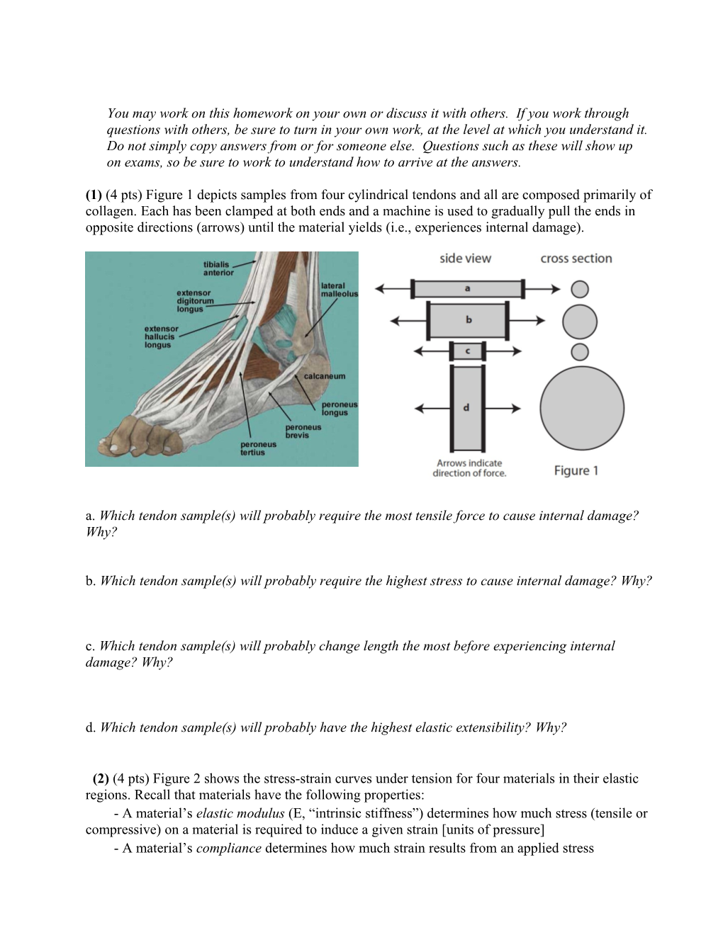 (1) (4 Pts) Figure 1 Depicts Samples from Four Cylindrical Tendons and All Are Composed