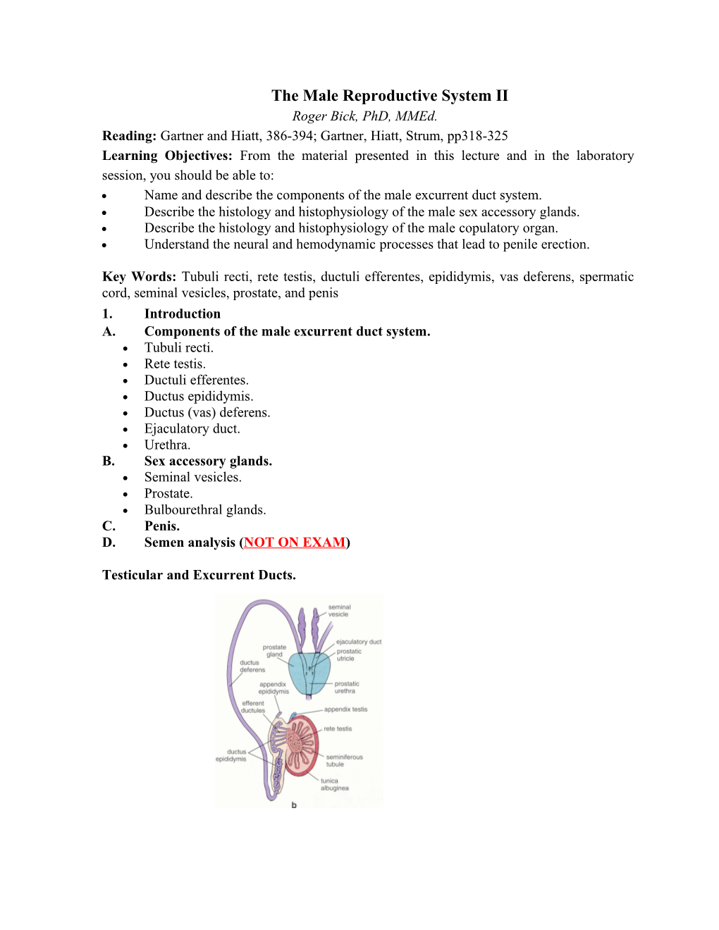 The Male Reproductive System II