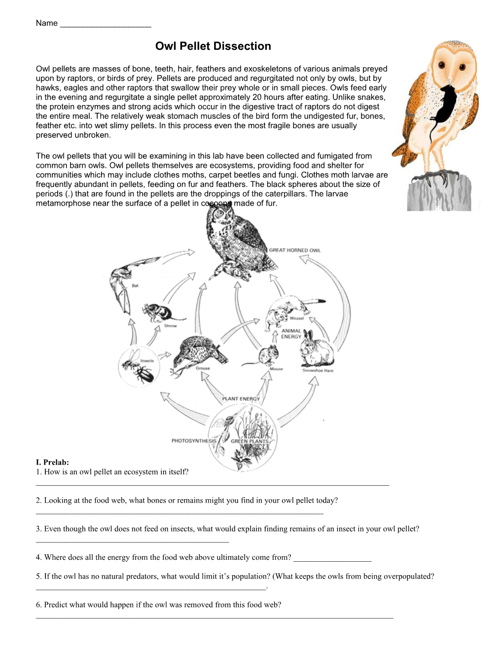 1. How Is an Owl Pellet an Ecosystem in Itself? ______