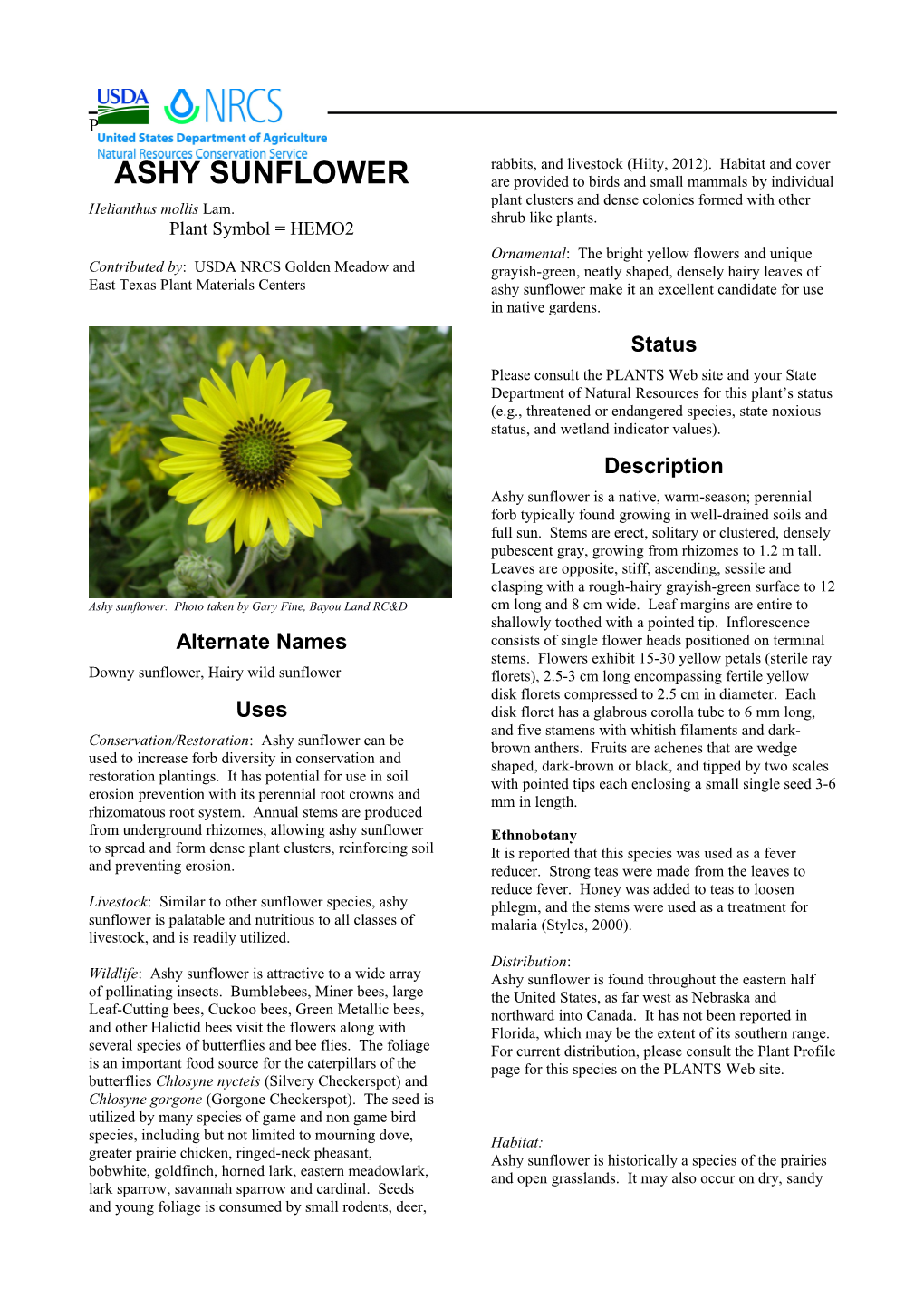 Ashy Sunflower, (Helianthus Mollis Lam.) Plant Guide