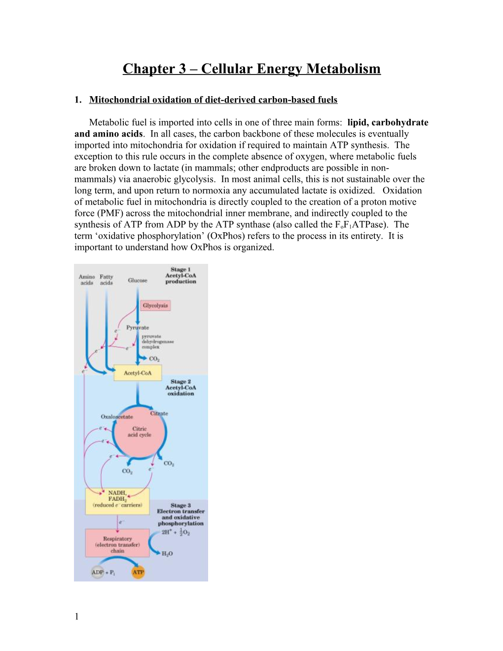 Chapter 3 Cellular Energy Metabolism