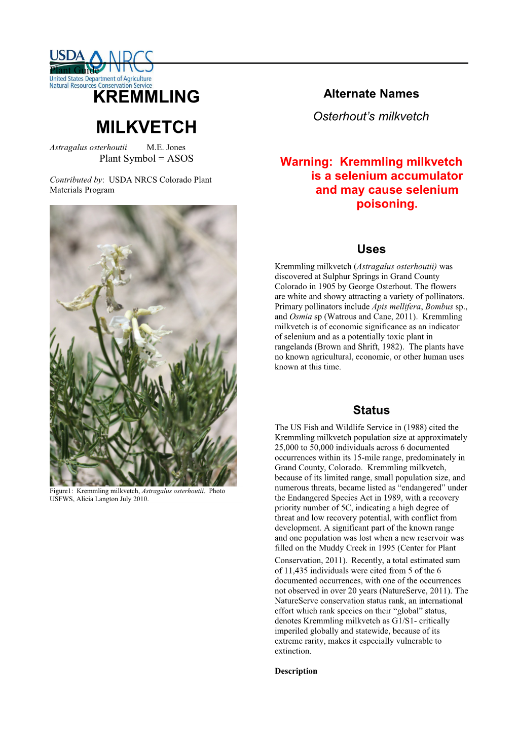 Kremmling Milkvetch (Astragalus Osterhoutii) Plant Guide
