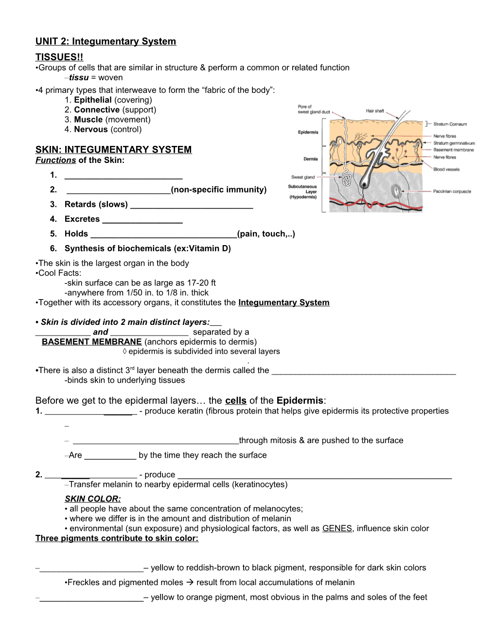 UNIT 2: Integumentary System