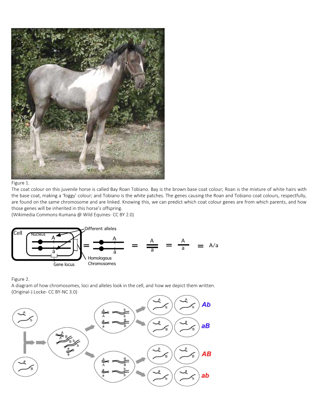 Wikimedia Commons-Kumana Wild Equines- CC by 2.0