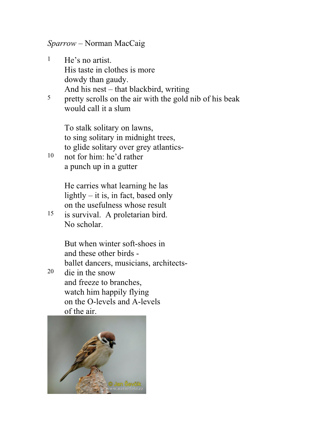 Sparrow Norman Maccaig