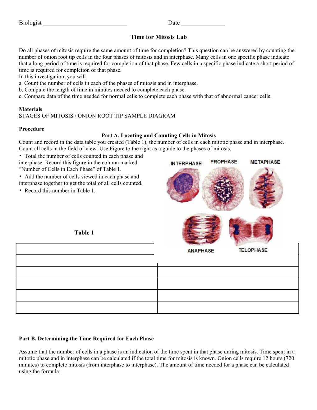 Time for Mitosis Lab