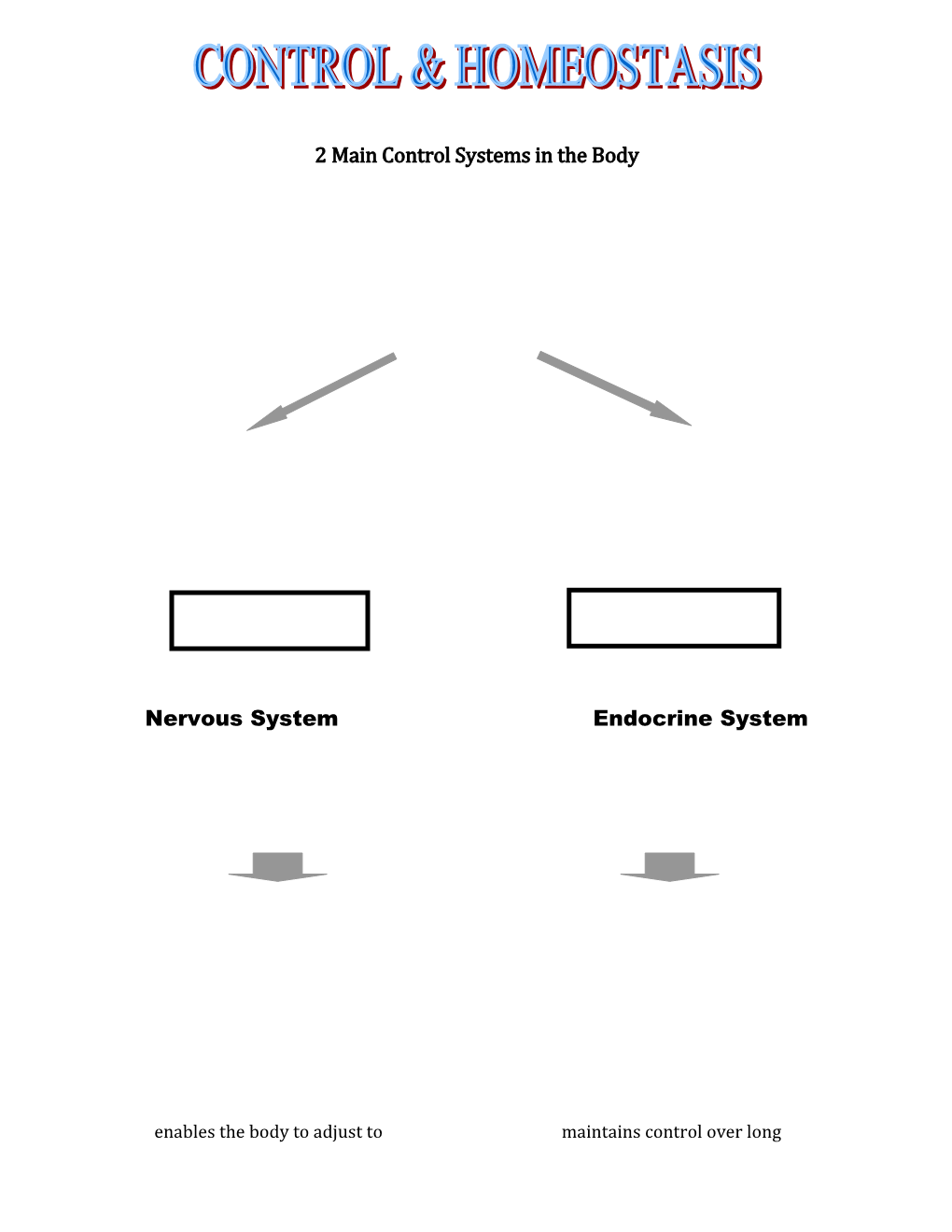 The Endocrine System & Homeostasis