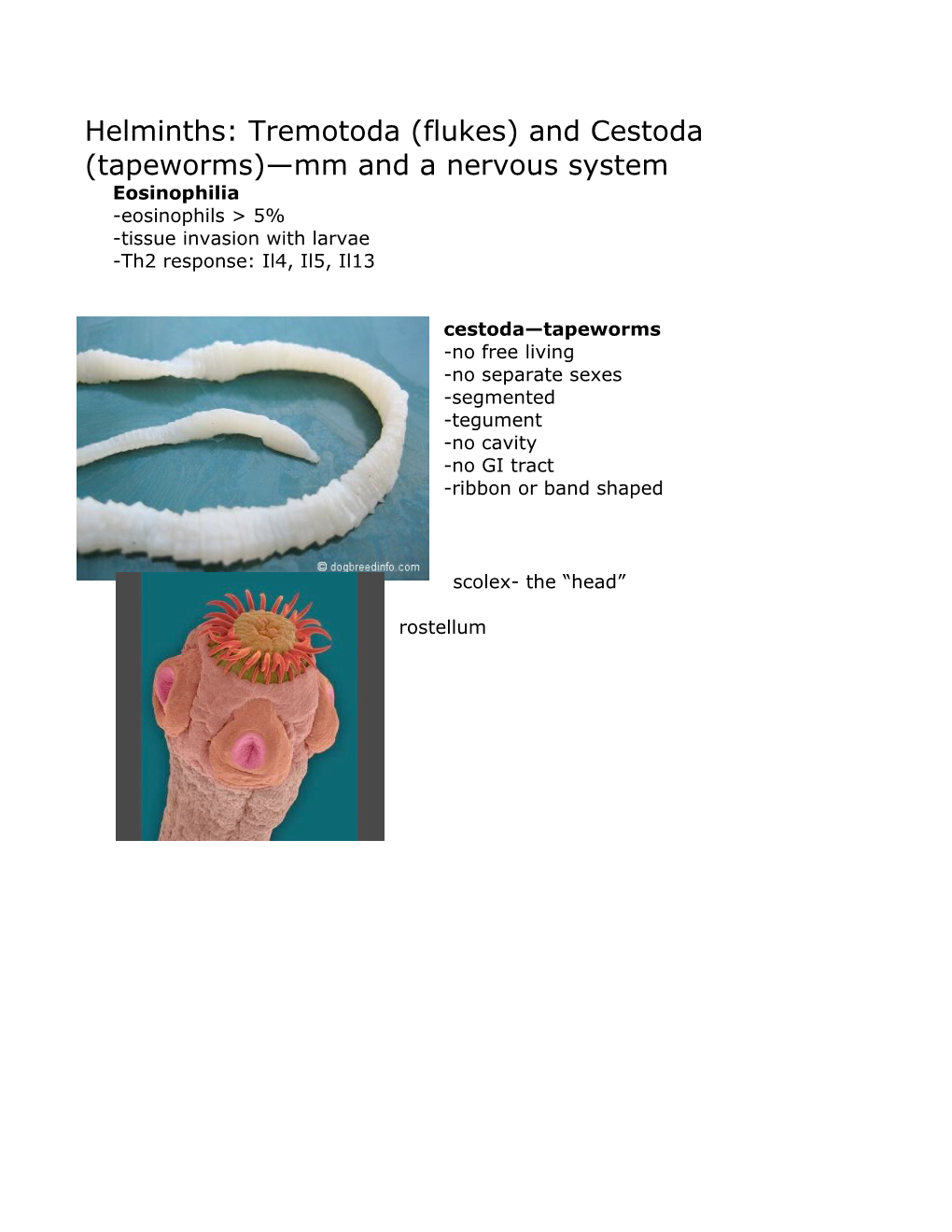 Tissue Invasion with Larvae