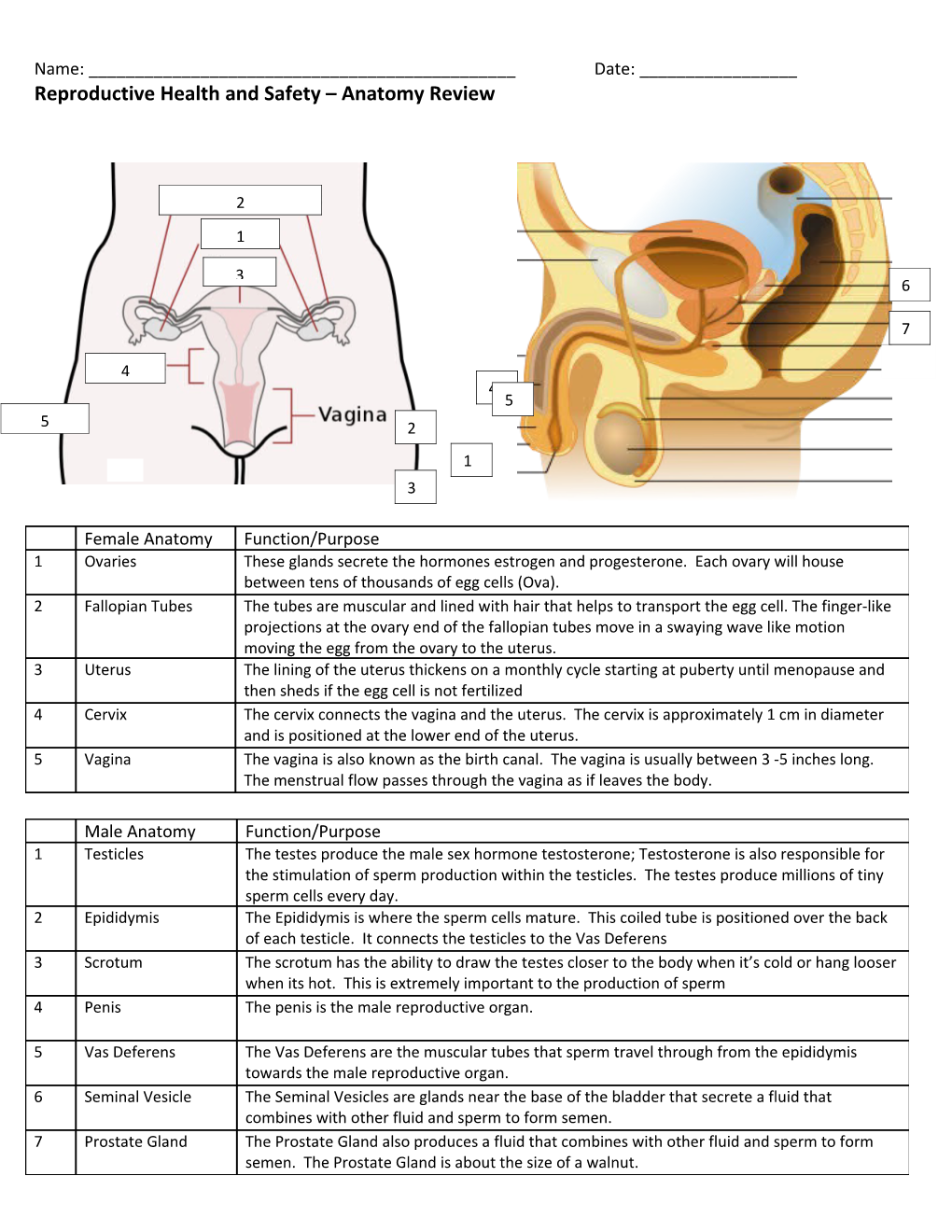Reproductive Health and Safety Anatomy Review