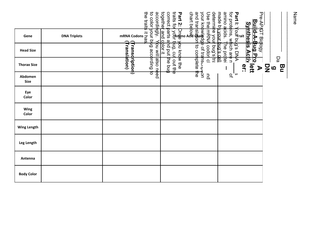 Build-A-Bug Protein Synthesis Activity