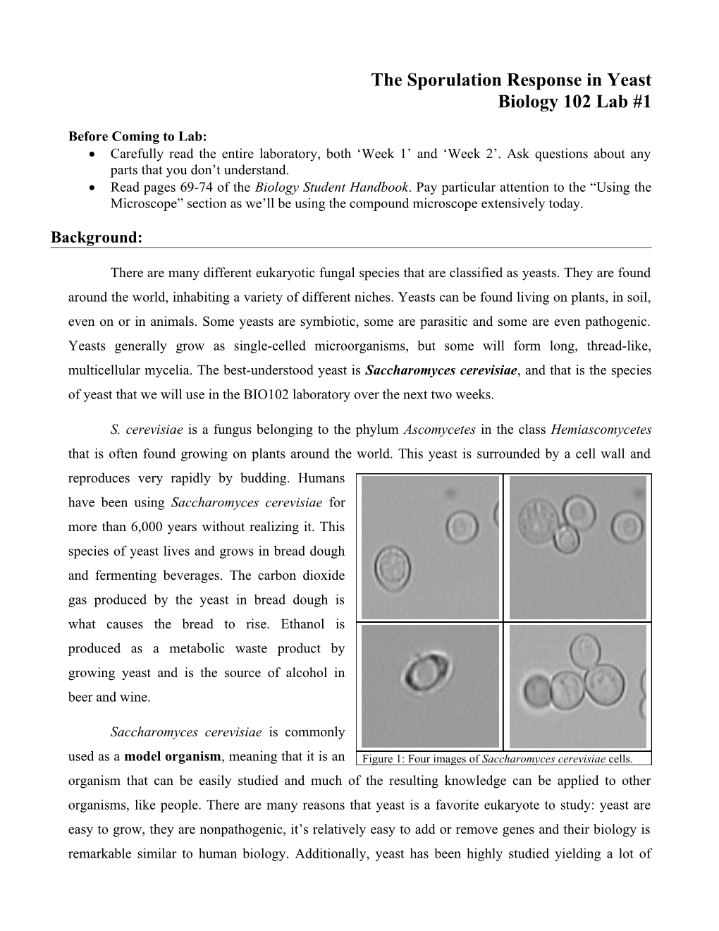 The Starvation Response in Yeast