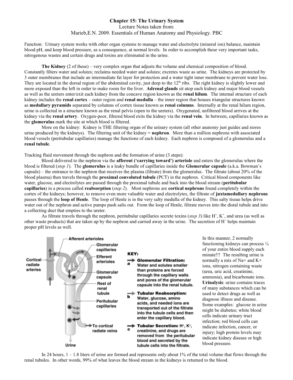 The Urinary System: Anatomy, Physiology, and Disorders