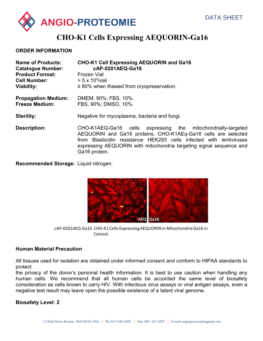 Functional Anti-Human Tie1 Antibody