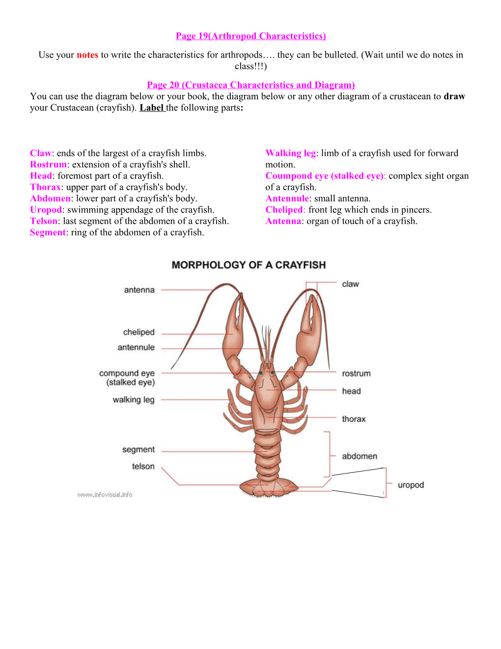 Page 13 (Arthropod Characteristics)