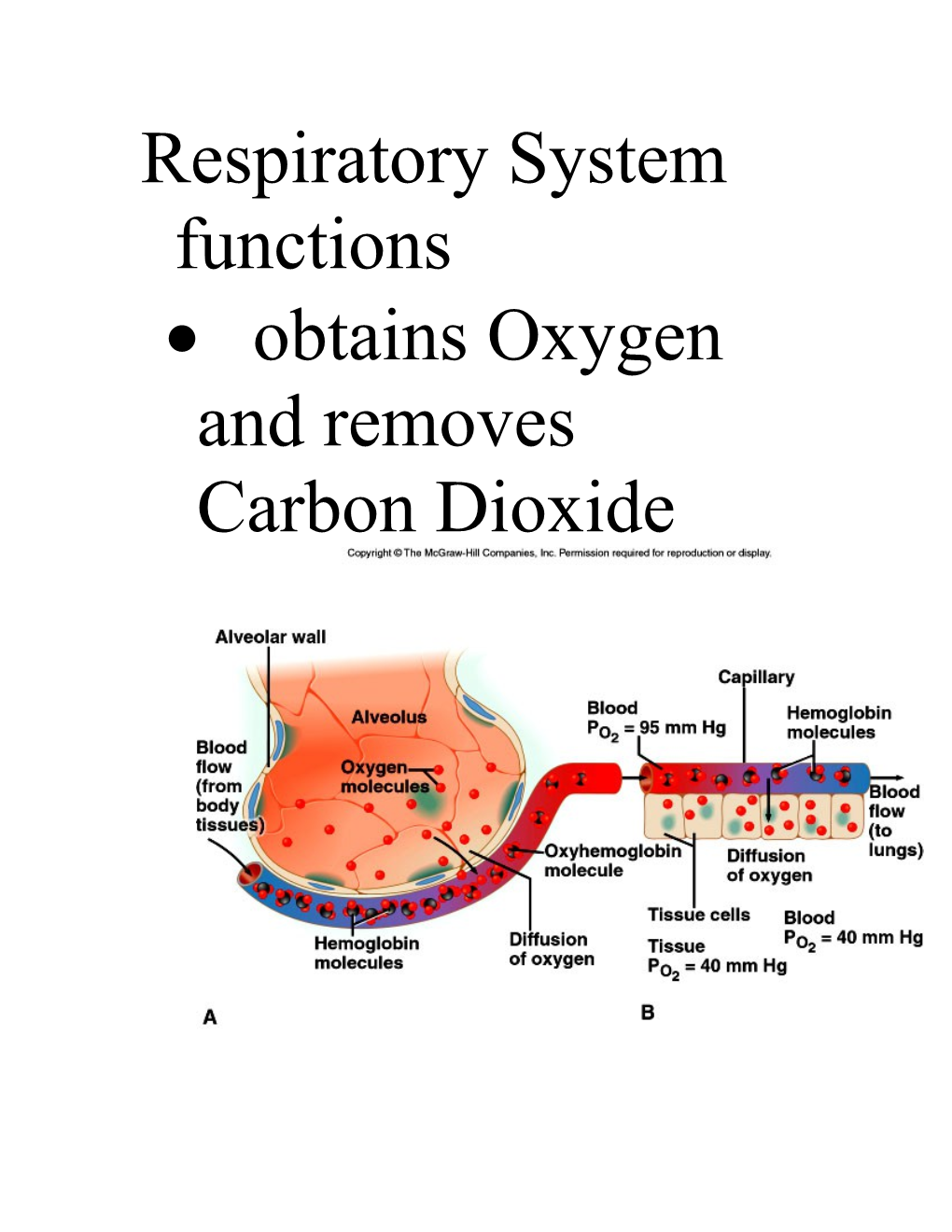 Respiratory System Functions