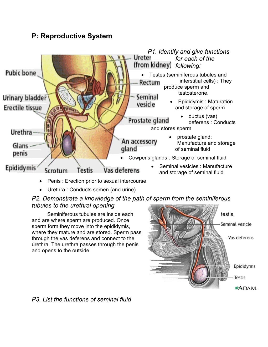 P: Reproductive System