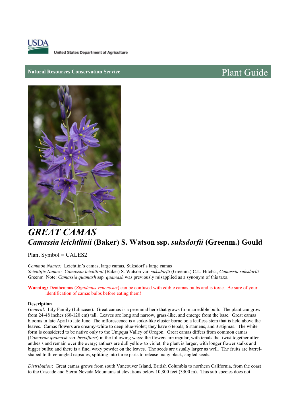 Great Camas (Camassia Leichtlinii Ssp. Suksdorfii) Plant Guide