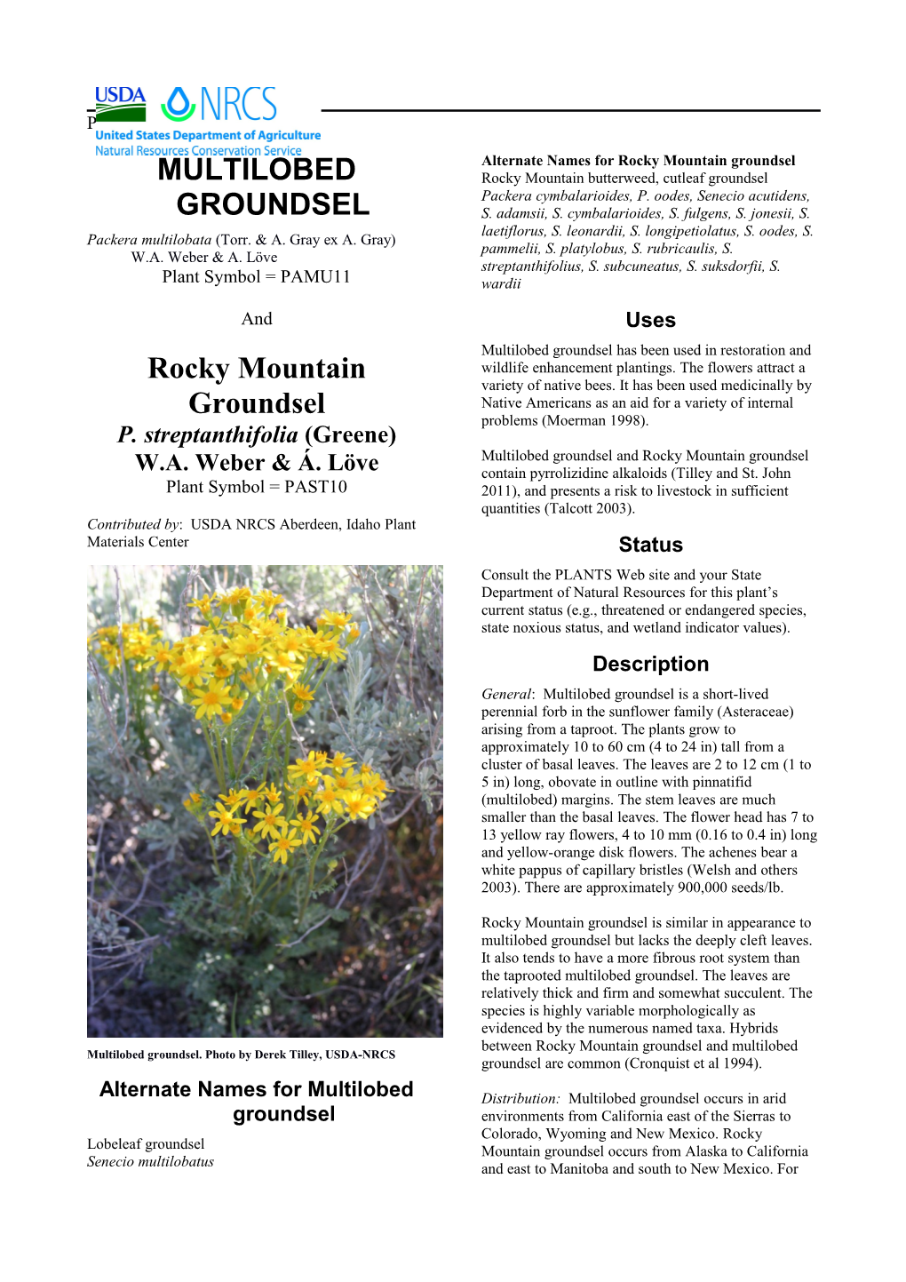 Plant Guide for Multilobed Groundsel (Packera Multilobata) and Rocky Mountain Groundsel s1