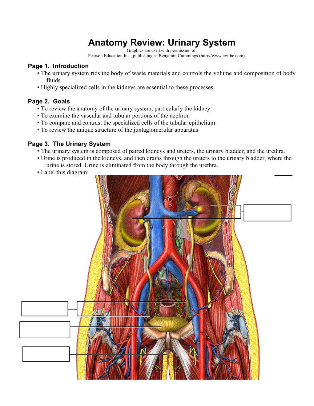 Anatomy Review: Urinary System