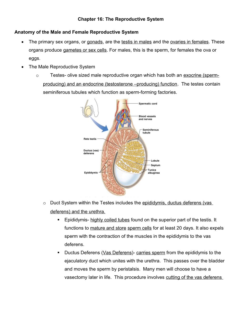 The Reproductive System s2