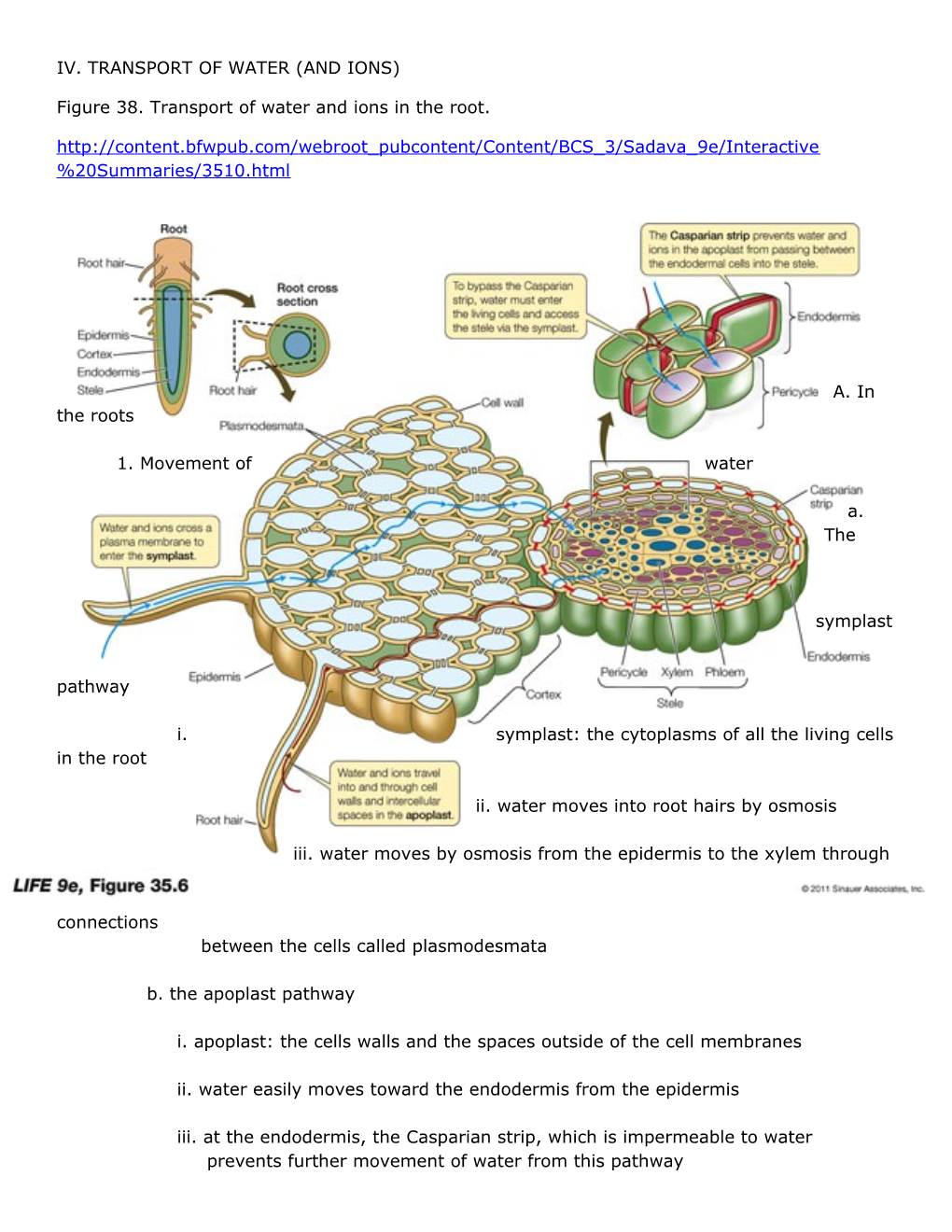 Figure 38. Transport of Water and Ions in the Root