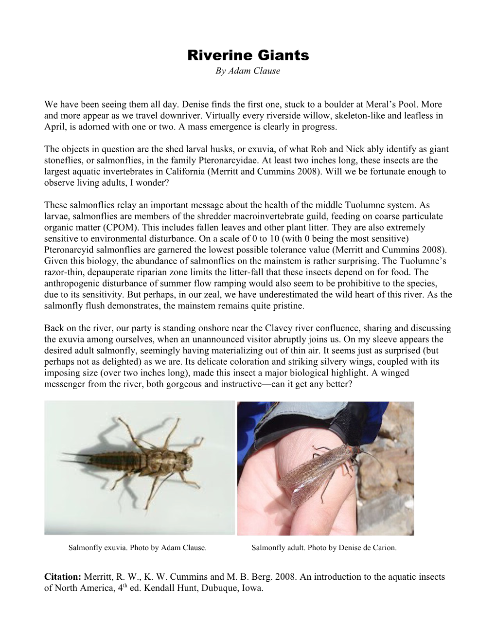 As I Would Learn Later, These Salmonflies Relay an Important Message About the Health Of