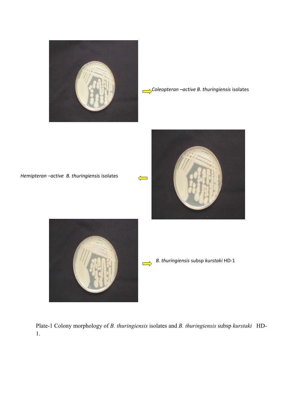 Plate-1 Colony Morphology of B. Thuringiensis Isolates and B. Thuringiensis Subsp Kurstaki HD-1