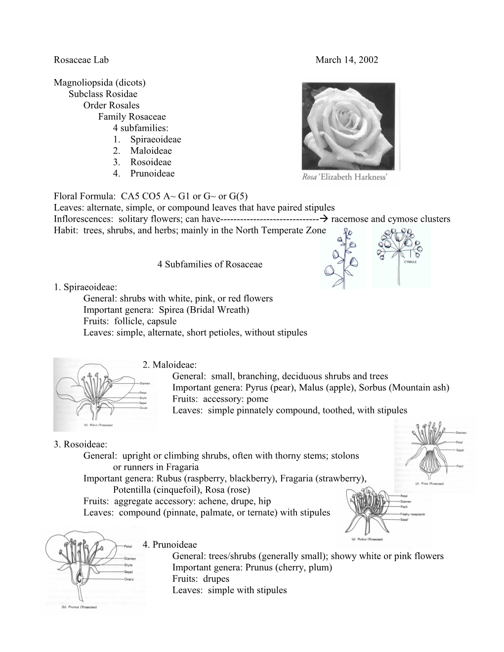 Magnoliopsida (Dicots)