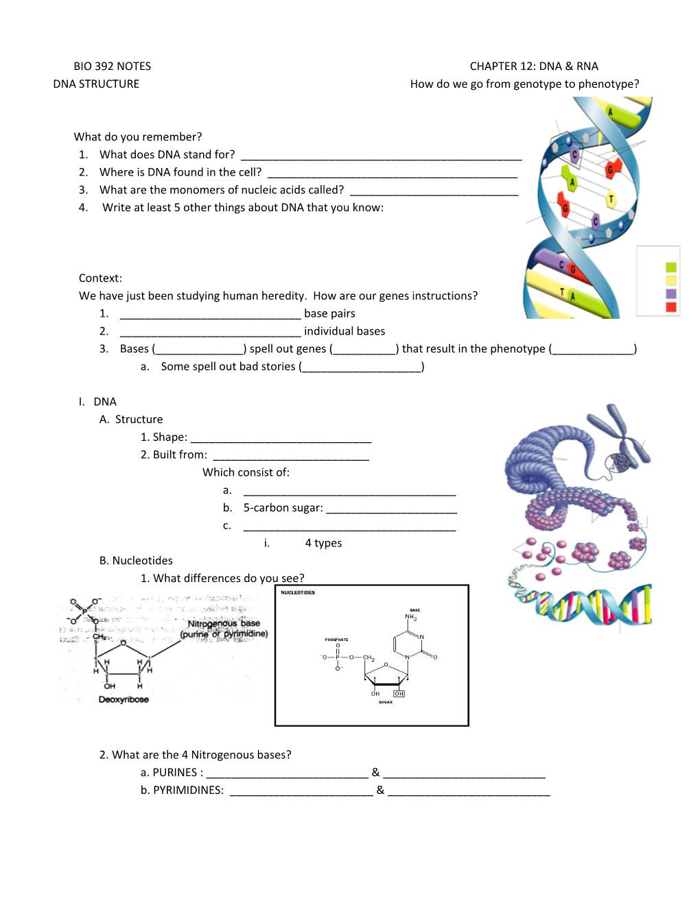 Bio 392 Notes Chapter 12: Dna & Rna