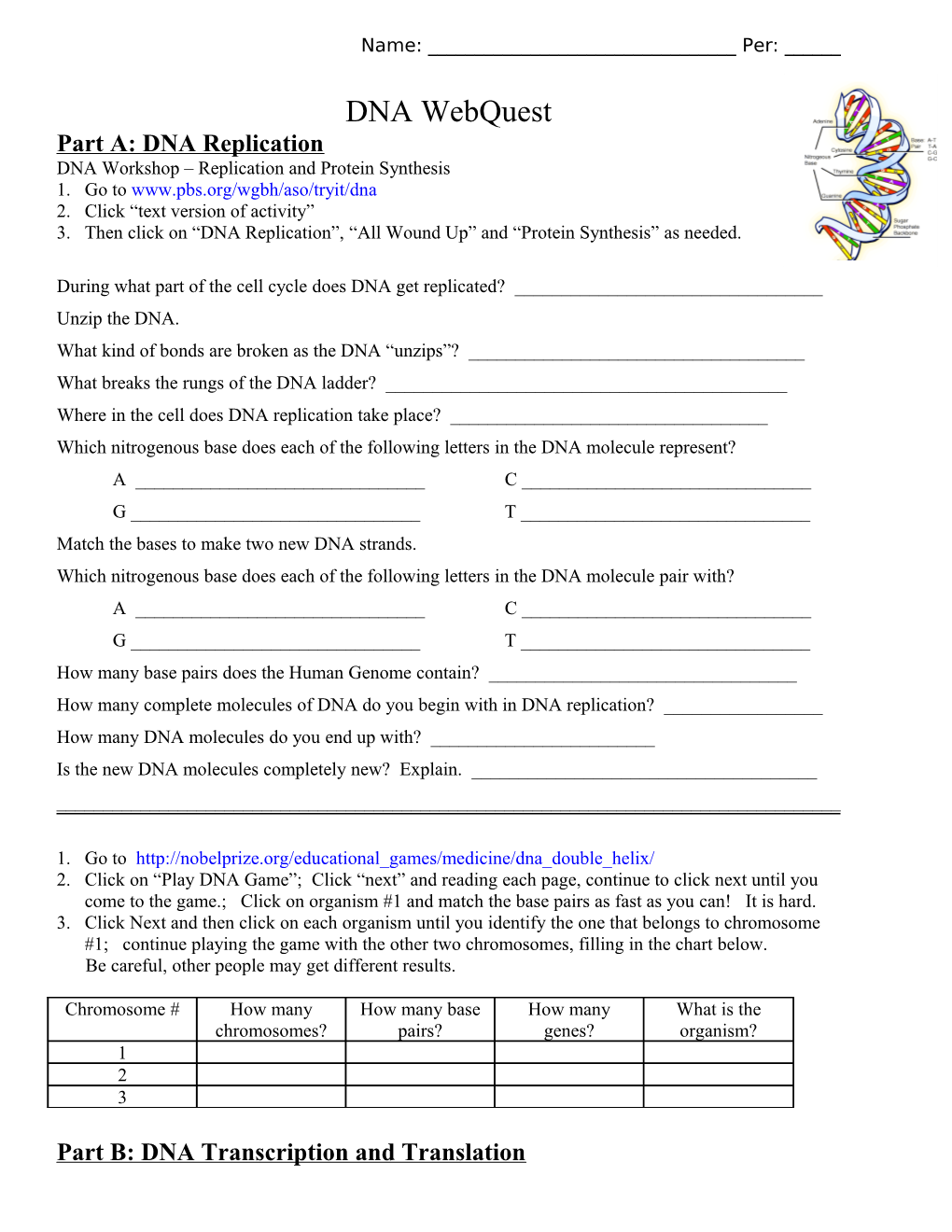 Part A: DNA Replication