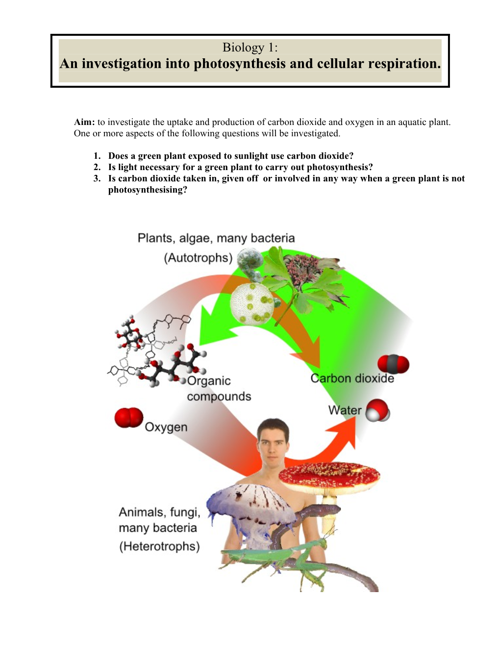 An Investigation Into Photosynthesis and Cellular Respiration