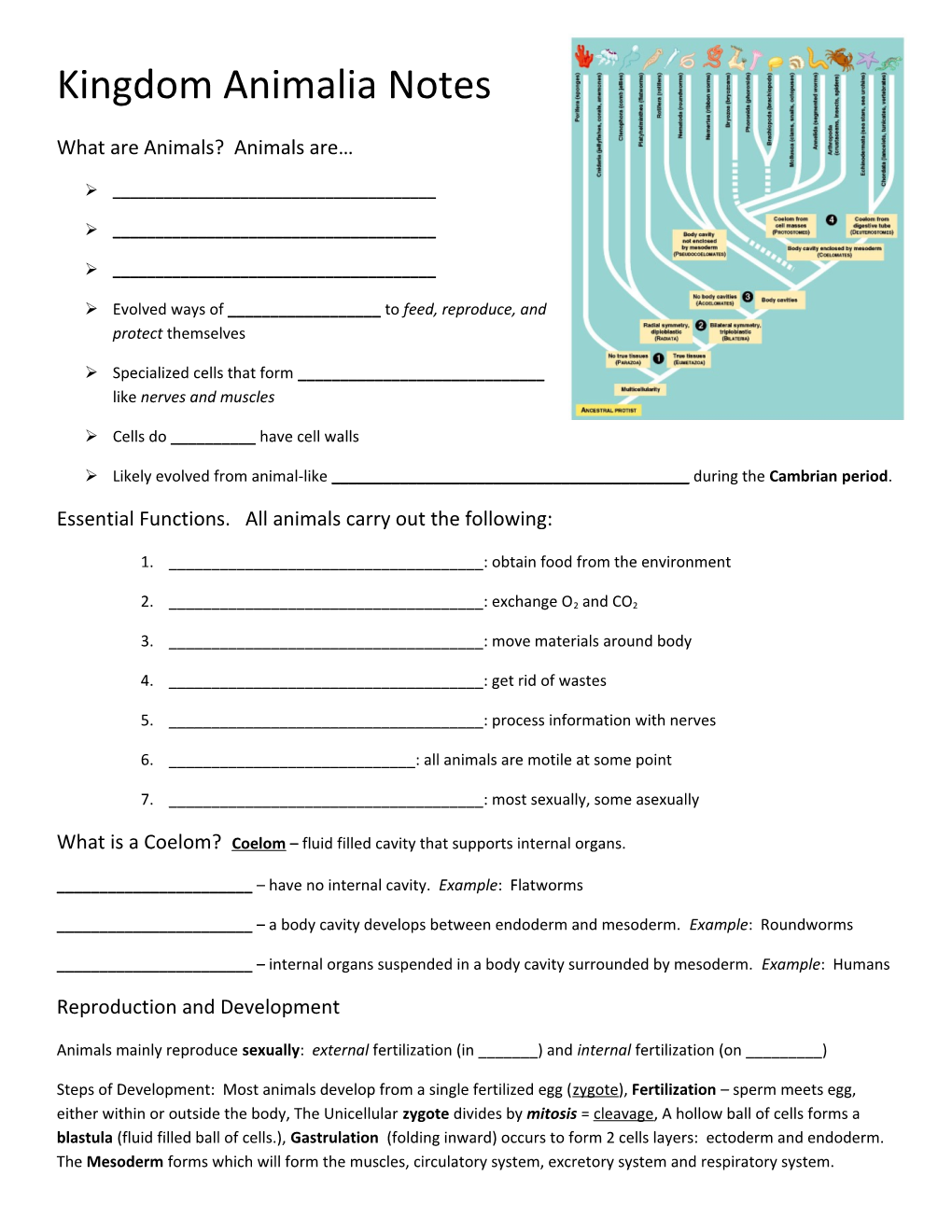 Kingdom Animalia Notes