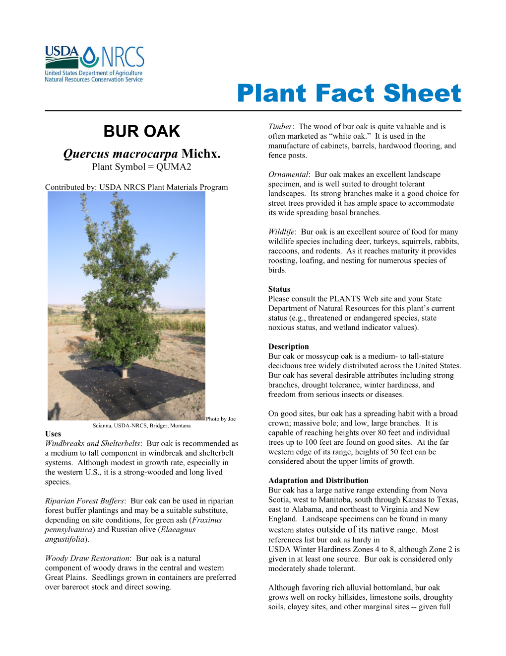 WHITE FIR Plant Fact Sheet