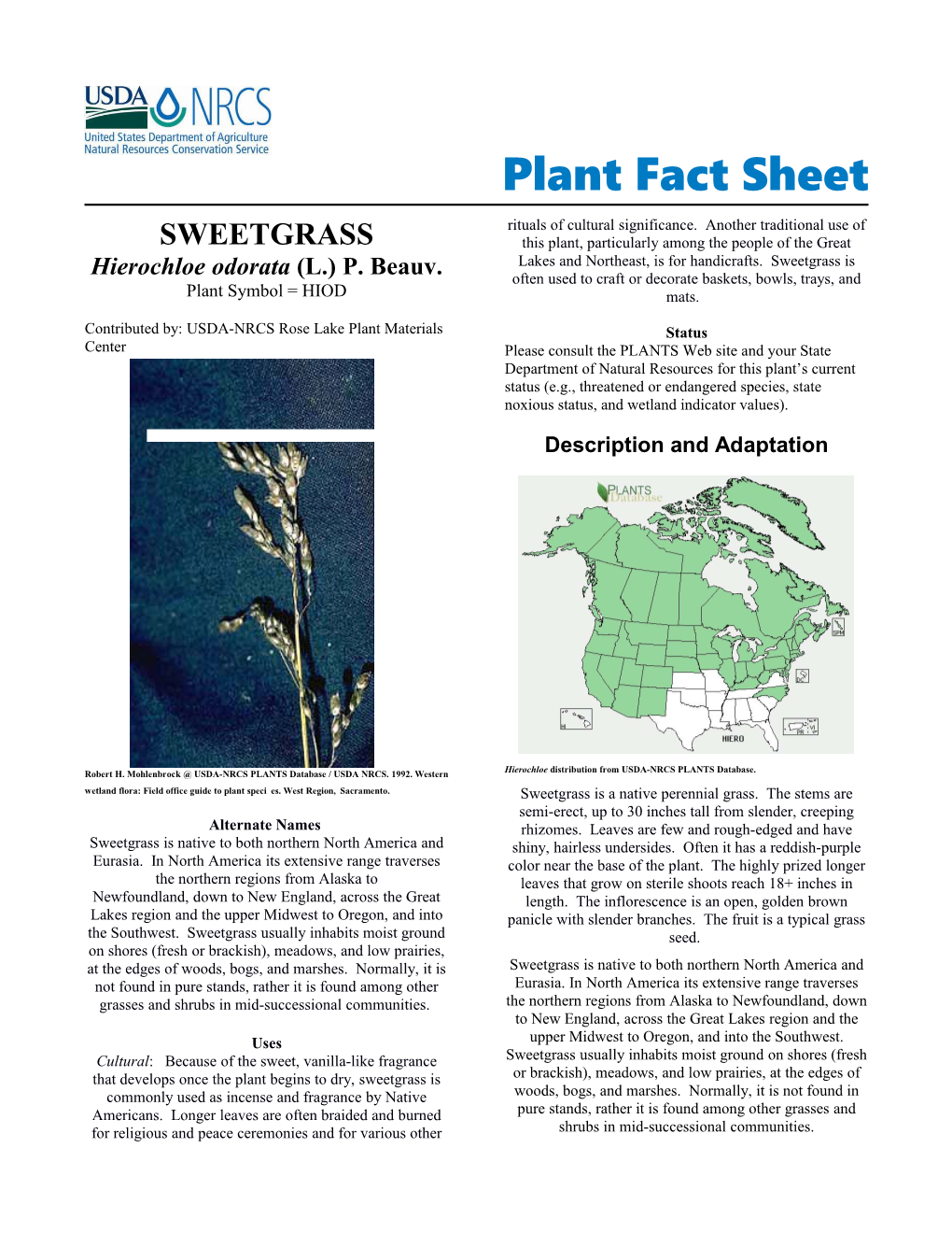 Sweetgrass (Hierolchloe Odorata) Plant Fact Sheet