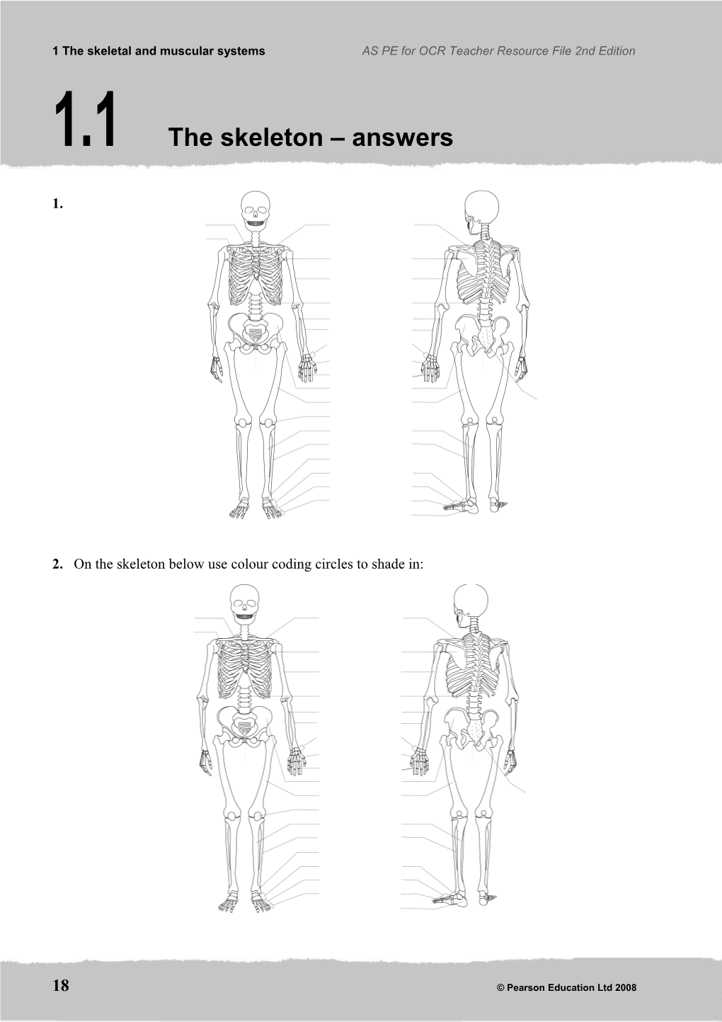 2. on the Skeleton Below Use Colour Coding Circles to Shade In