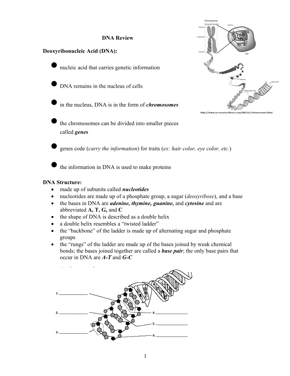 Deoxyribonucleic Acid (DNA)