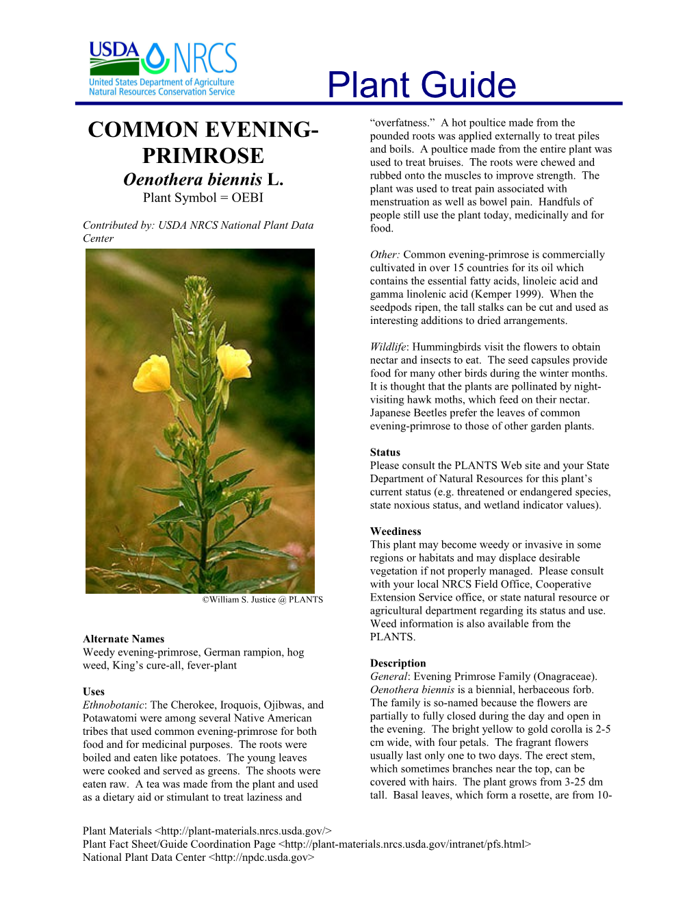 Common Evening-Primrose