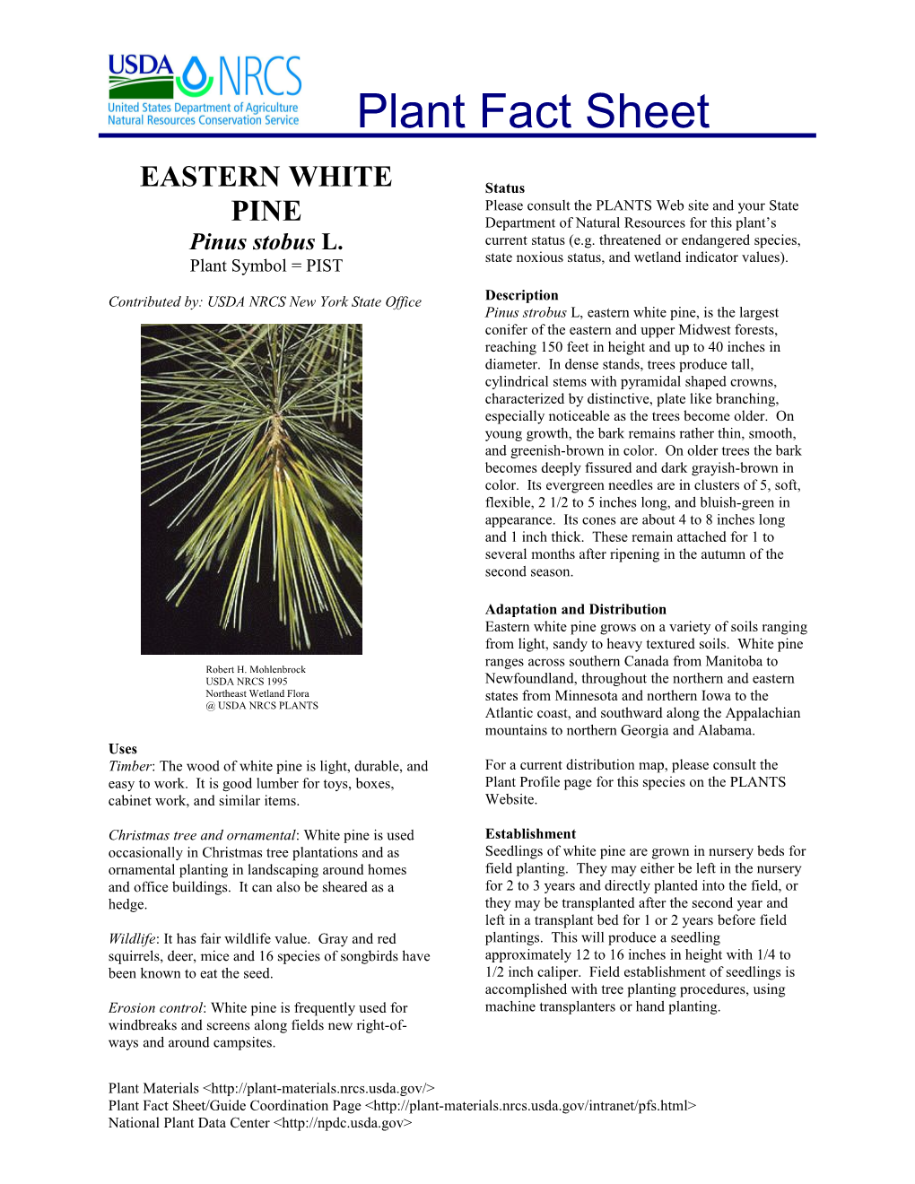 Eastern White Pine