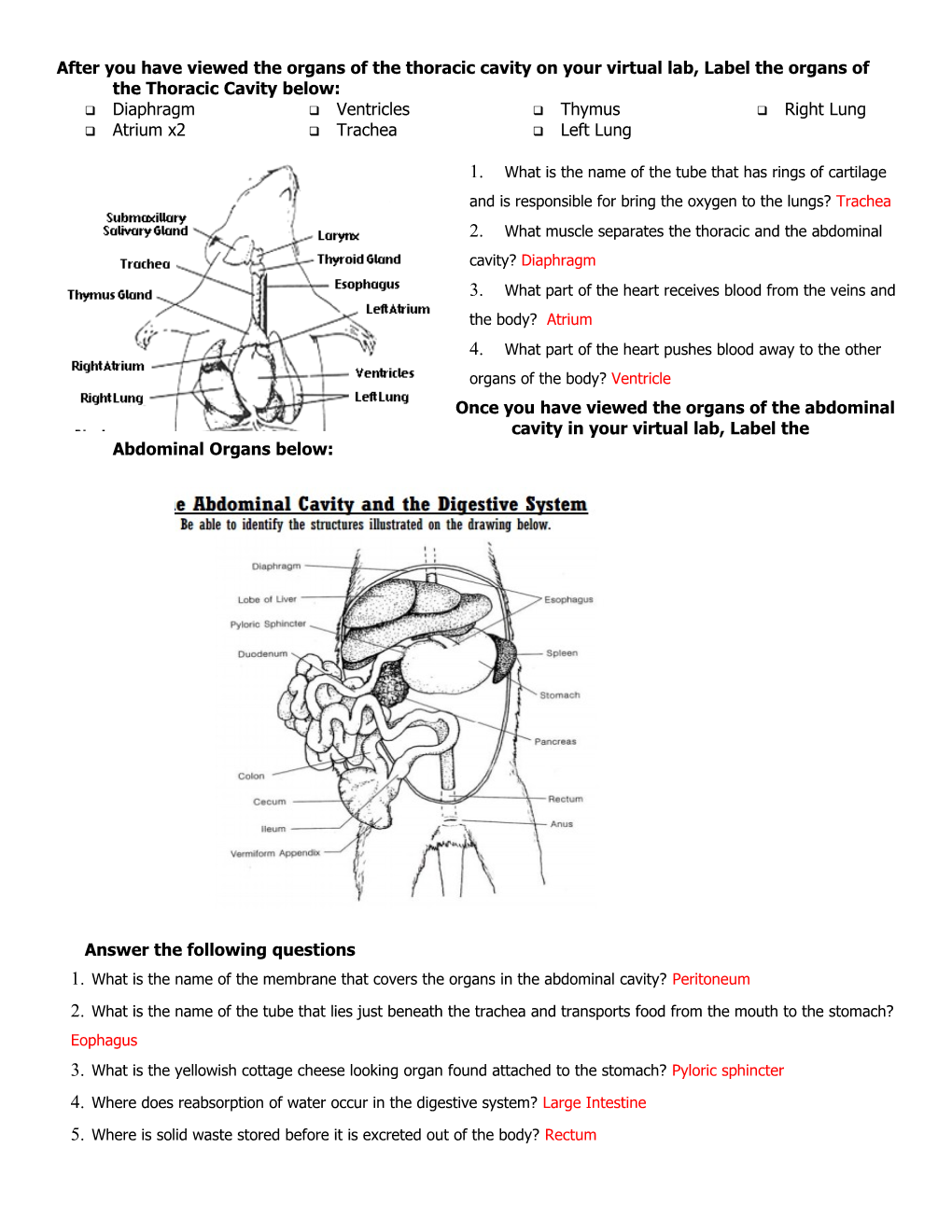 After You Have Viewed the Organs of the Thoracic Cavity on Your Virtual Lab, Label The