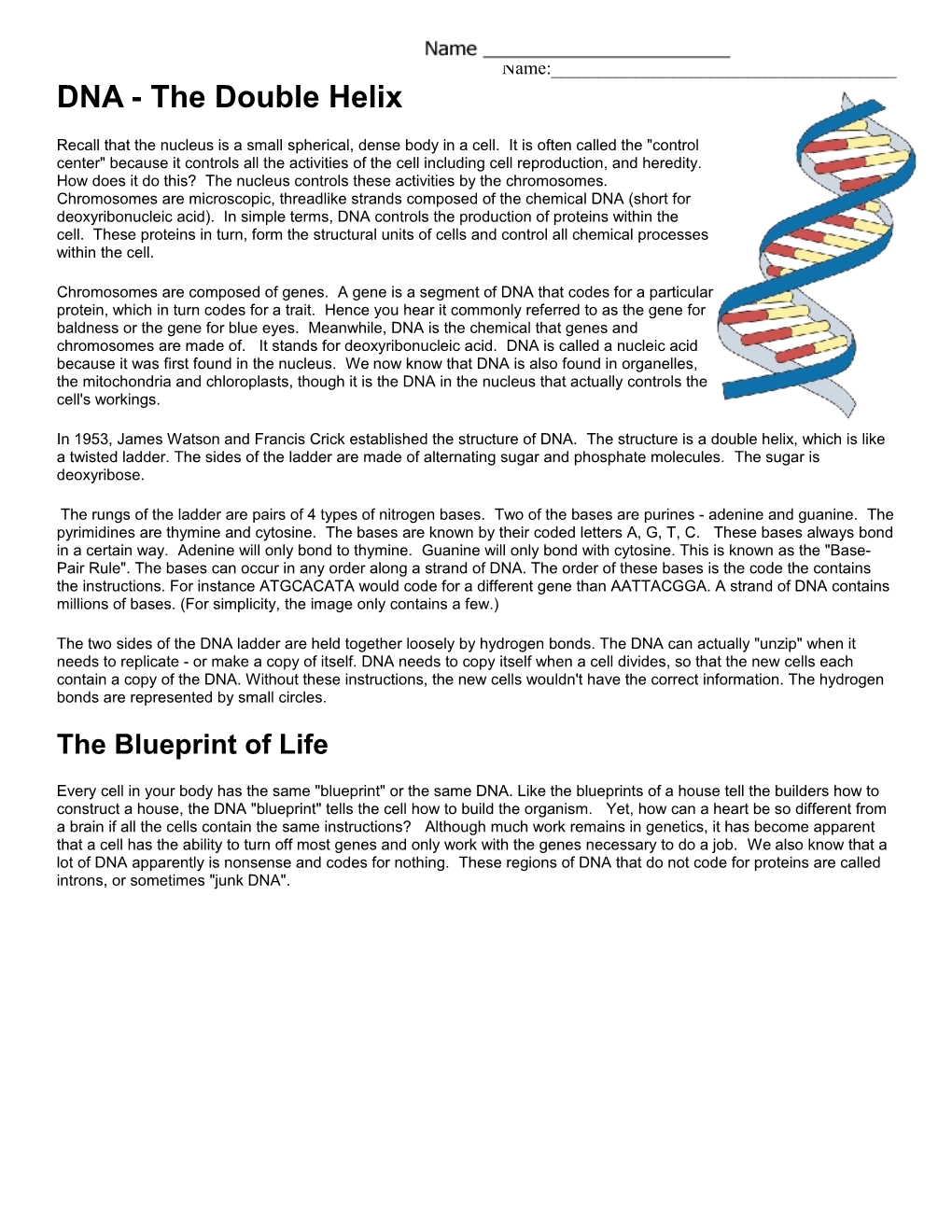 DNA - the Double Helix