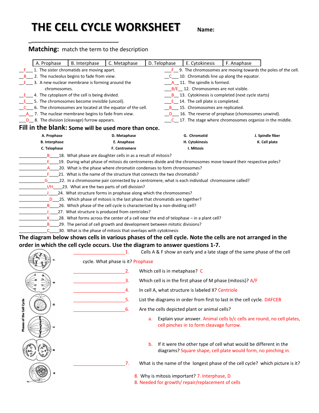 The Cell Cycle Worksheet