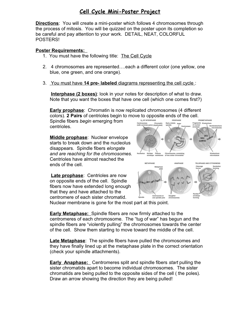 Mitosis Poster Project