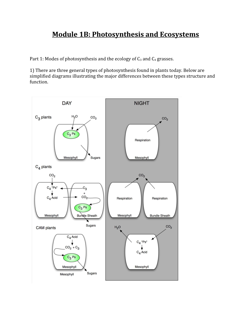 Module 1B: Photosynthesis and Ecosystems