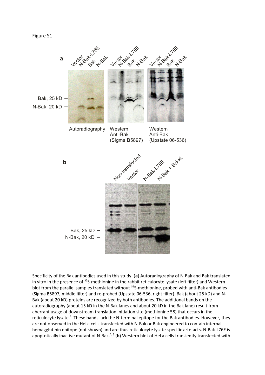 Specificity of the Bak Antibodies Used in This Study. (A) Autoradiography of N-Bak And