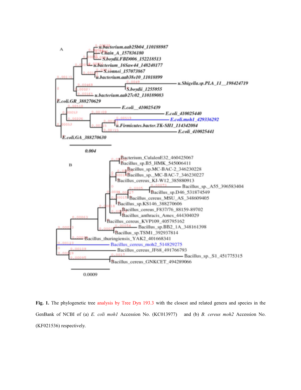 *Strains Identified Using 16S Rrna (11Strains)