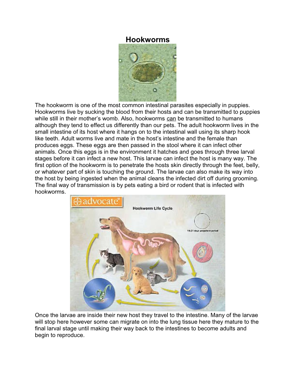 The Hookworm Is One of the Most Common Intestinal Parasites Especially in Puppies. Hookworms