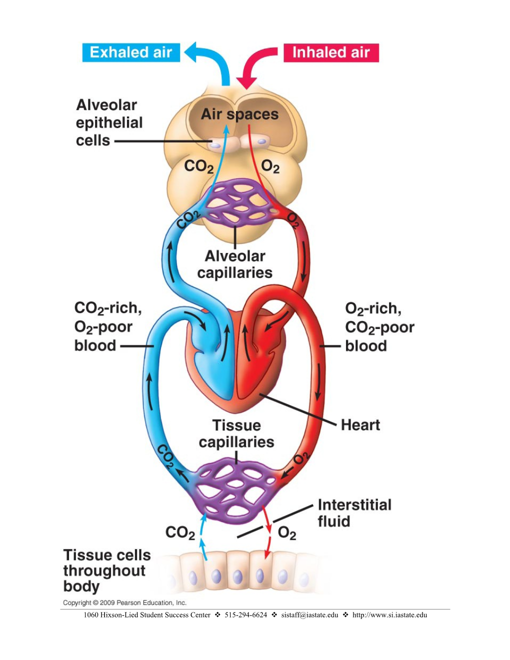 Inspired Air Has a Higher (Higher Or Lower?) Partial Pressure of Oxygen